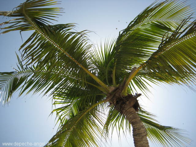 Saona (11).jpg